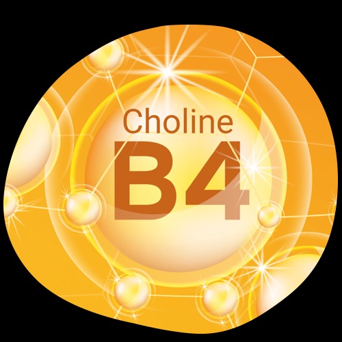 Actif n°4 : Choline (vitamine B4)
