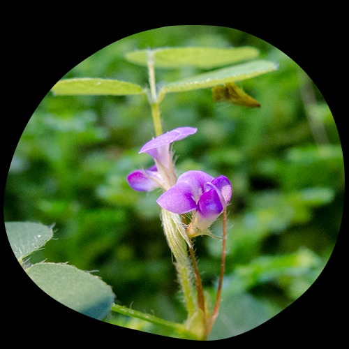 Actif n°2 : Desmodium adscendens