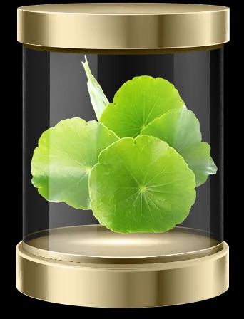 Noix de Kola – Un coup de boost pour votre énergie