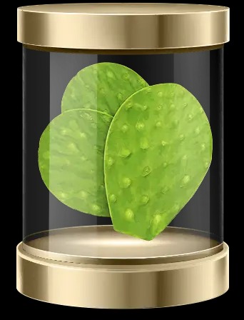 Cladodes de Nopal – Adieu la faim !