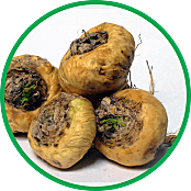 Maca péruvienne