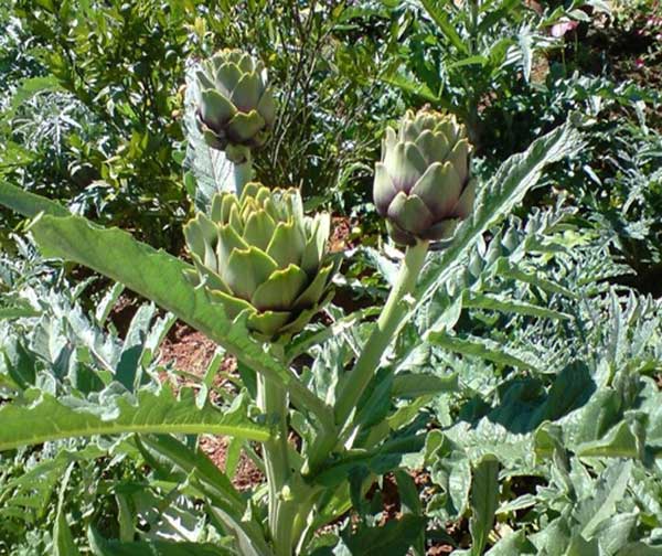 Extrait de tubercule de topinambour