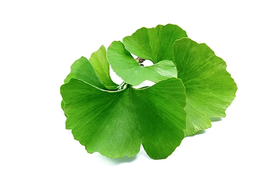 Extrait de feuille de Ginkgo Biloba