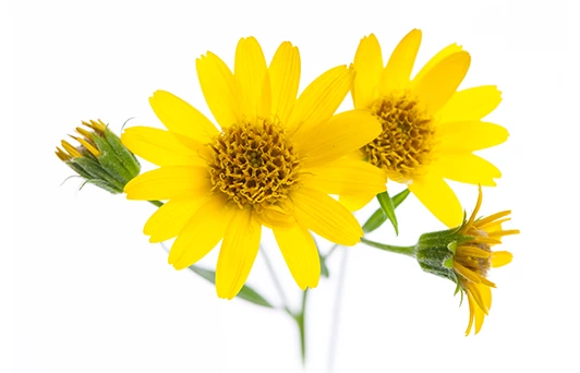 Extrait de fleur d’Arnica Montana