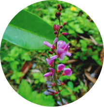 Le desmodium
