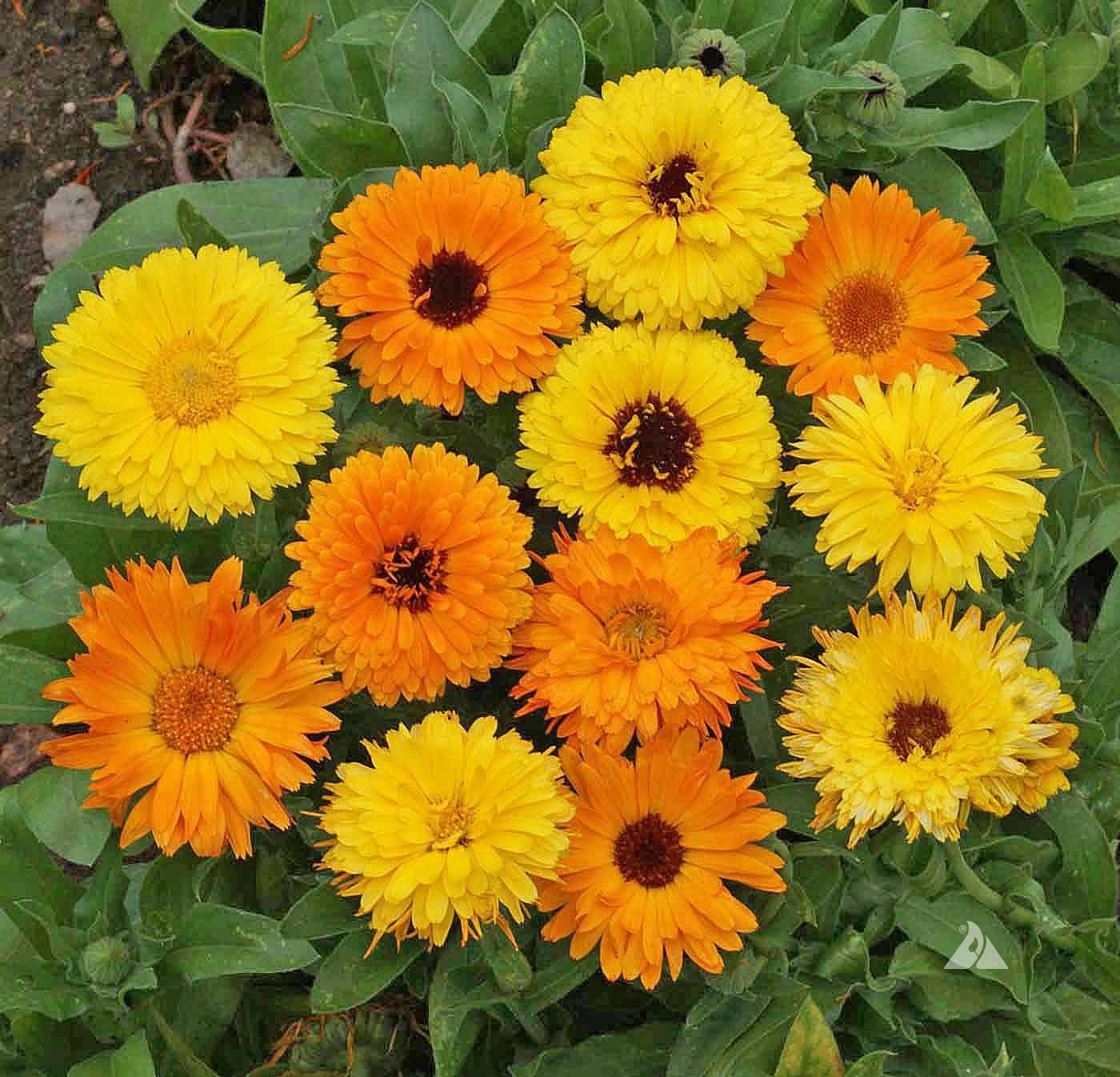 Calendula
