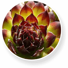 Extrait de curcuma
